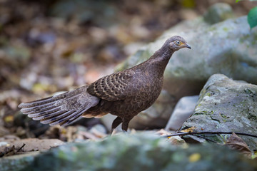 Female Grey Peacock-Pheasant(Polyplectron bicalcaratum)