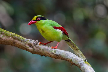 Portrait of Common green magpie(Cissa chinensis)