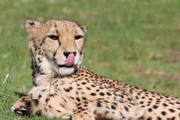 Cheetah