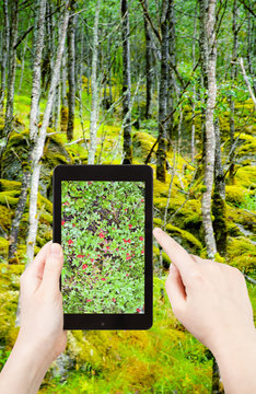 tourist taking photo of wild forest in Norway