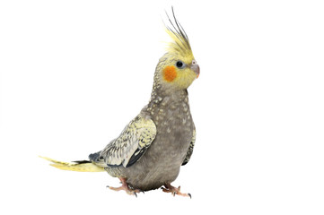 Obraz premium Portrait of a parrot Corella