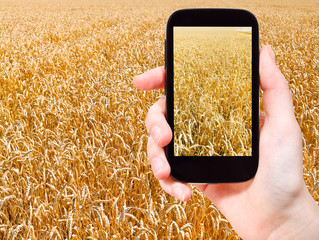 tourist taking photo of ripe wheat field - obrazy, fototapety, plakaty