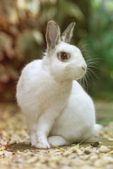 White rabbit in the garden.