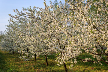 Fototapeta na wymiar Apple orchard in full blossom