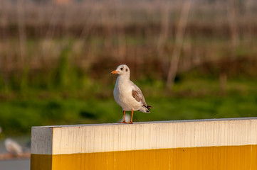 White seagull