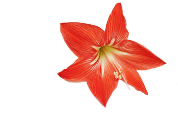 Lily on a white background