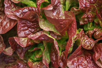 Lettuce, Batavia  Red Green