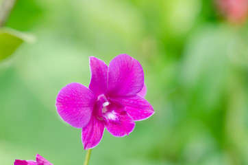 Naklejka na ściany i meble closeup Orchids flower