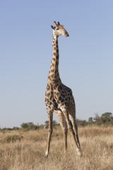 tall giraffe