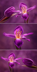 Tulipany fioletowe