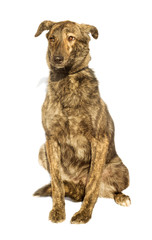 Naklejka premium mongrel dog on a white background