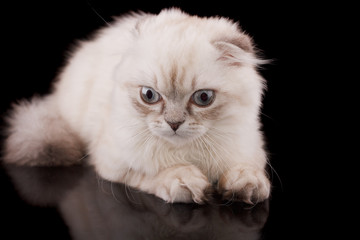 Fototapeta premium cat
