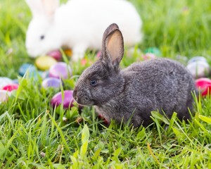 Easter Bunnies