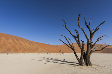 Fototapeta na wymiar dead tree and sand dune
