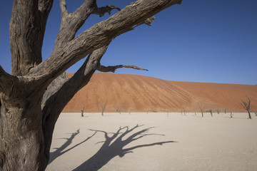 dead desert  tree