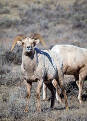 Bighorn Sheep