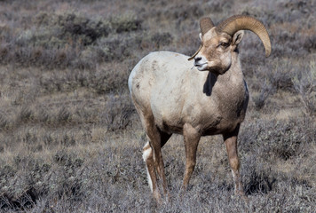Bighorn Sheep