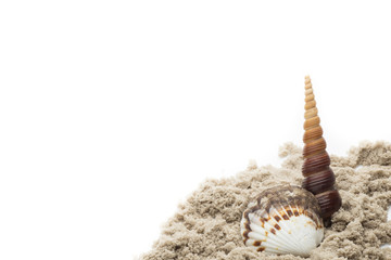 Scallop isolated on the white background.