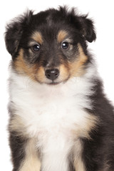 Sheltie puppy portrait on white background