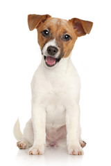 Fototapeta Jack Russell terrier puppy. Portrait on white background obraz