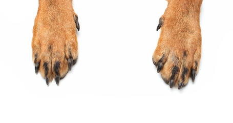 Rottweiler paws