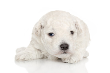 White poodle puppy