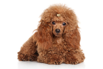 Red toy poodle puppy