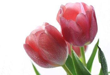 couple of fresh pink tulips