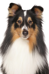 Portrait of Shetland Sheepdog