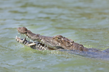 Crocodile at Lake Baringo, Kenya