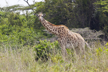 Giraffe in Kenya