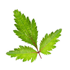 Green leaf isolated on white