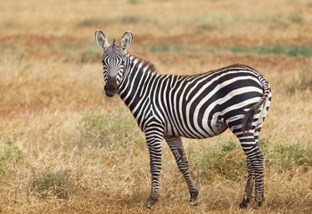Fototapeta na wymiar Cute Zebra in Tsavo East in Kenya