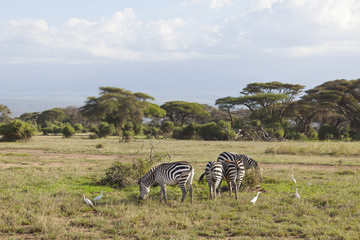 Fototapeta na wymiar Zebras in Kenya