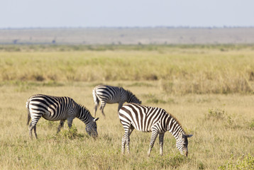 Obraz na płótnie Canvas Zebras in Kenya