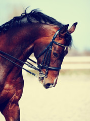 Portrait of a sports horse.