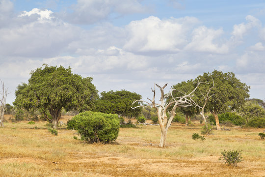 Tsavo East Landscape in Kenya