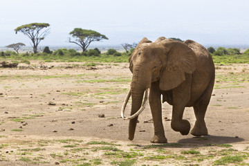 Obraz premium African Elephant in Kenya
