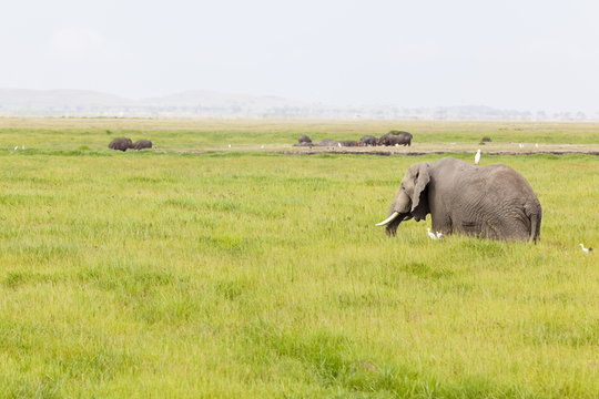 Hippos and Elephant in Kenya