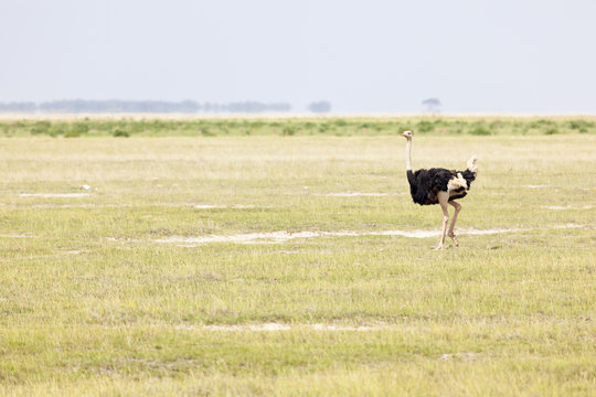 Ostrich in Amboseli, Kenya