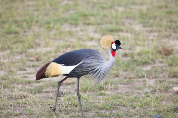 Fototapeta premium Grey Crowned Crane, Kenya