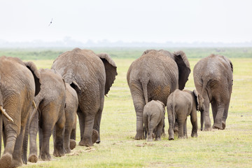 Naklejka na ściany i meble Elephant Herd in Kenya