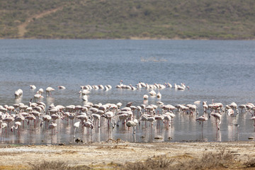Flamingos at Lake Bogoria, Kenya