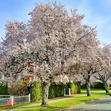 Cherry blossom on the street of Vancouver.