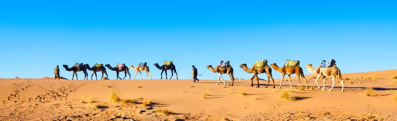 Tuinposter Kameelkaravaan op de Sahara-woestijn in Marokko © Crin