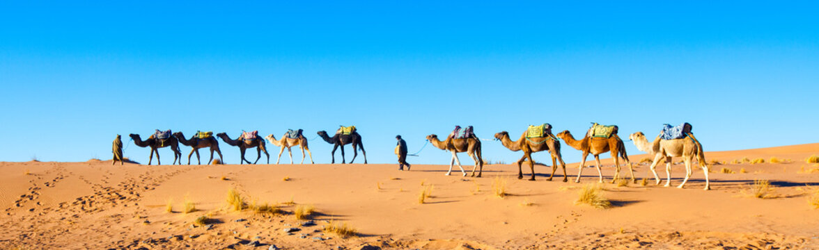 Camel caravan on the Sahara desert in Morocco