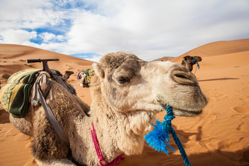 Camel in the Sahara Desert, Morocco