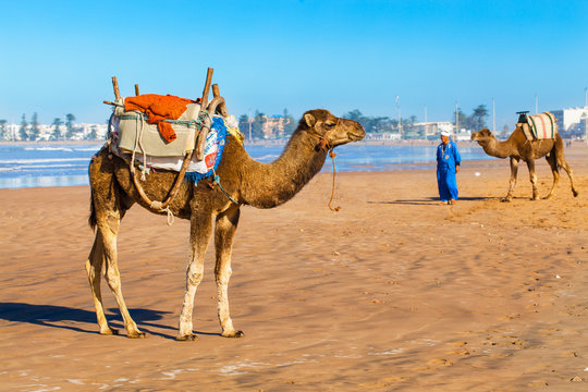 Camels on the beach in Essaouira, Morocco