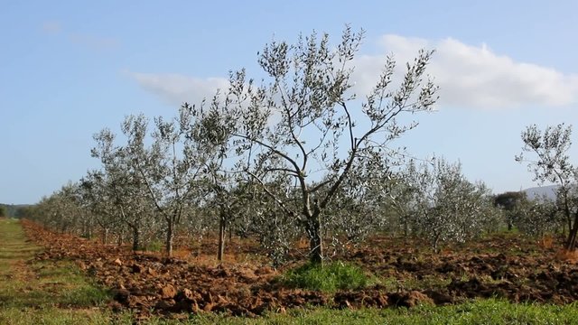 Olive trees in Tuscan countryside