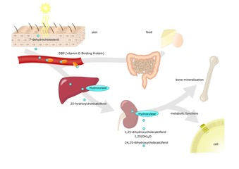 funzioni e metabolismo della vitamina D - obrazy, fototapety, plakaty